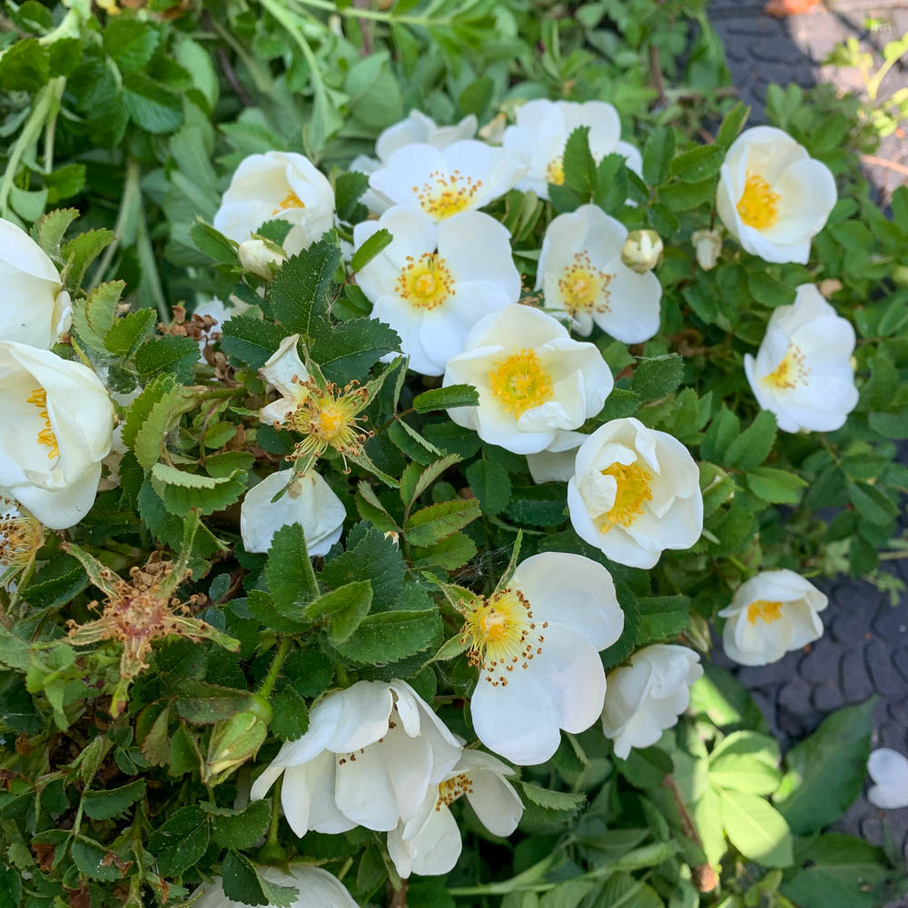 Bibernell Rose, Wildrose, Bienenweide