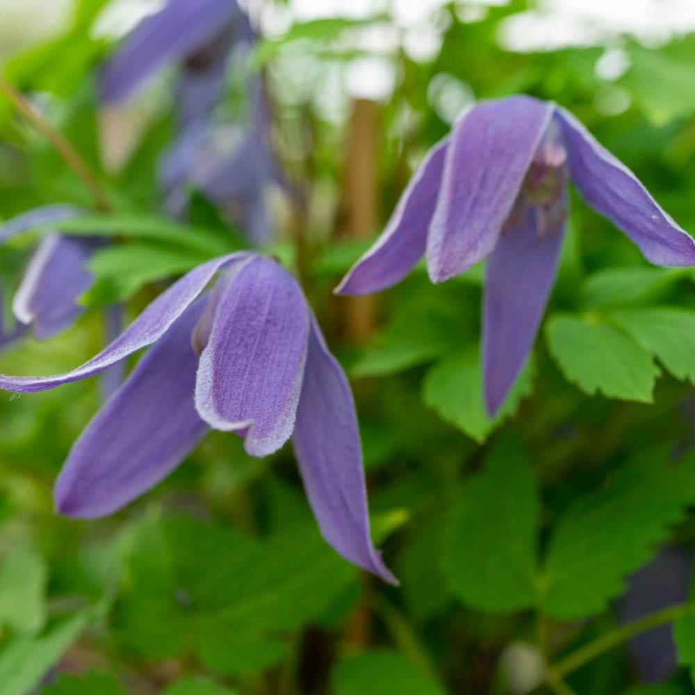 Clematis macropetala 'Georg'
