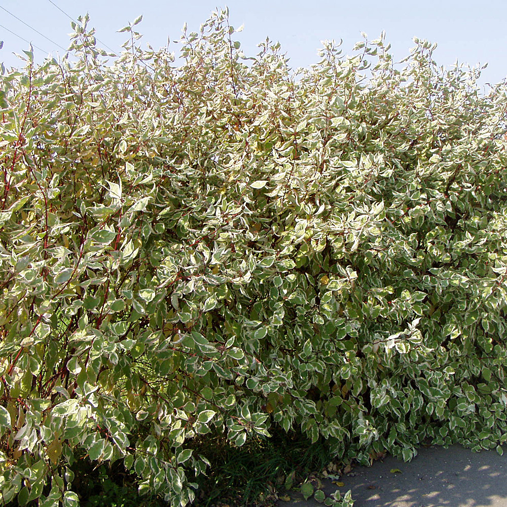 Zwerg Sommerflieder, Buddleja, Bienenweide, Schmetterlingsstrauch