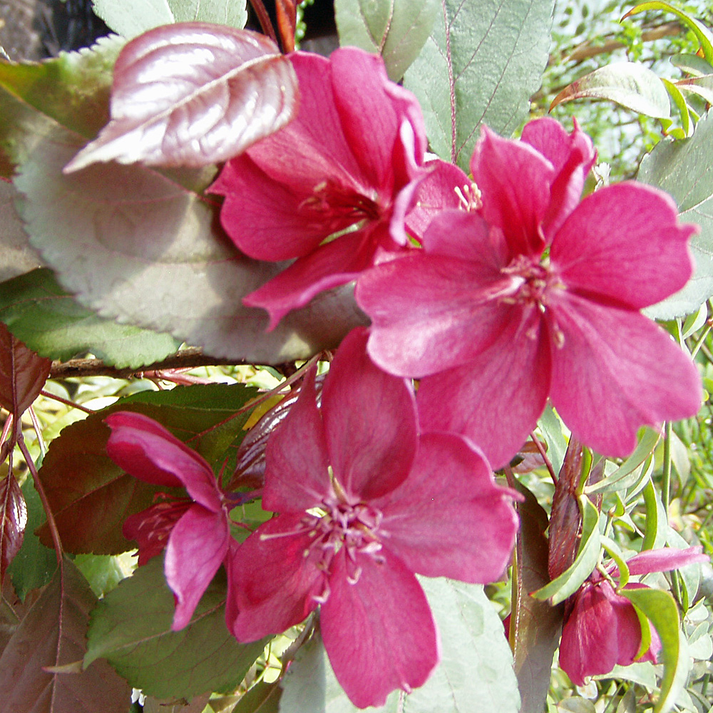 Zierapfel Royalty, Malus, Blütengehölz