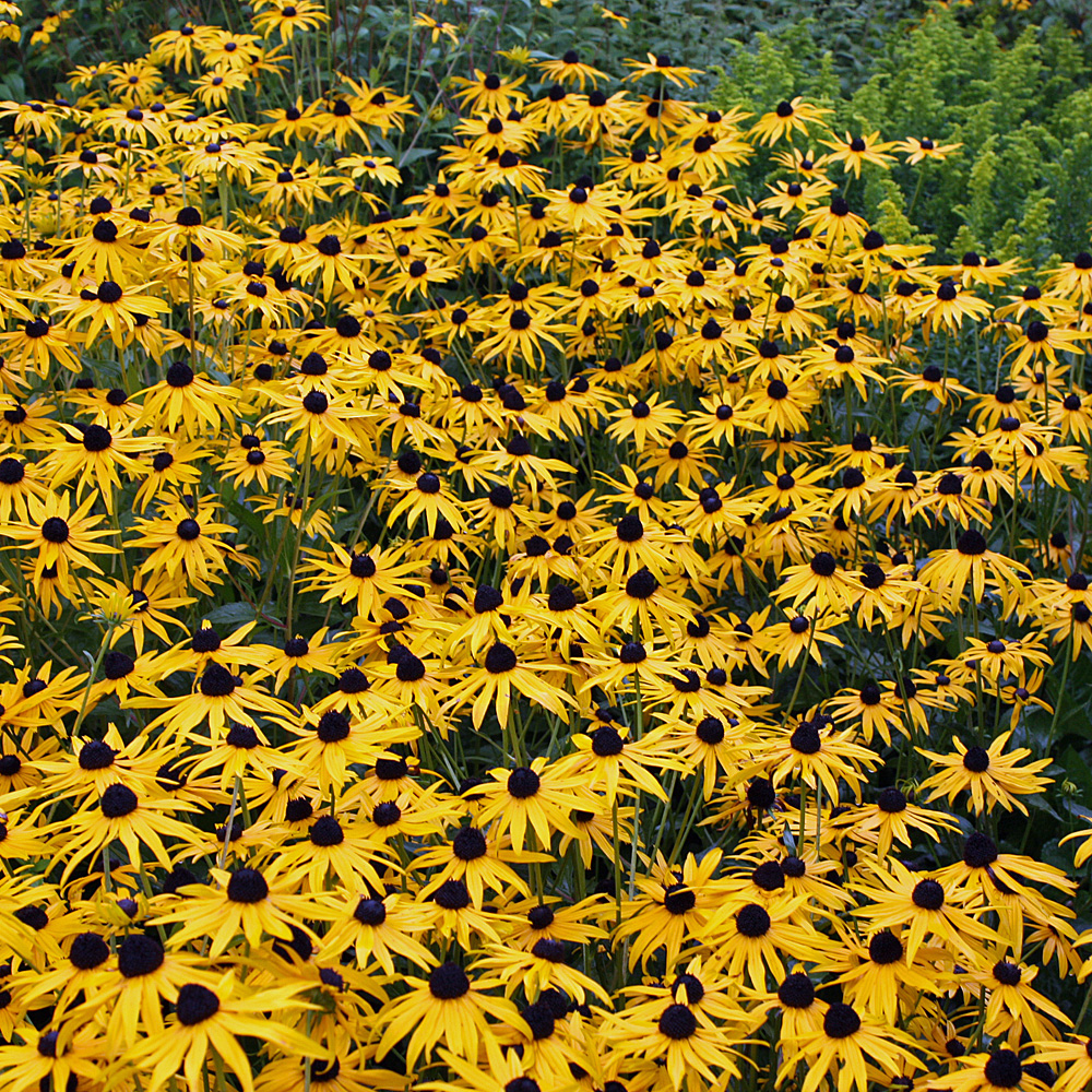 Sonnenhut Goldsturm Blüte