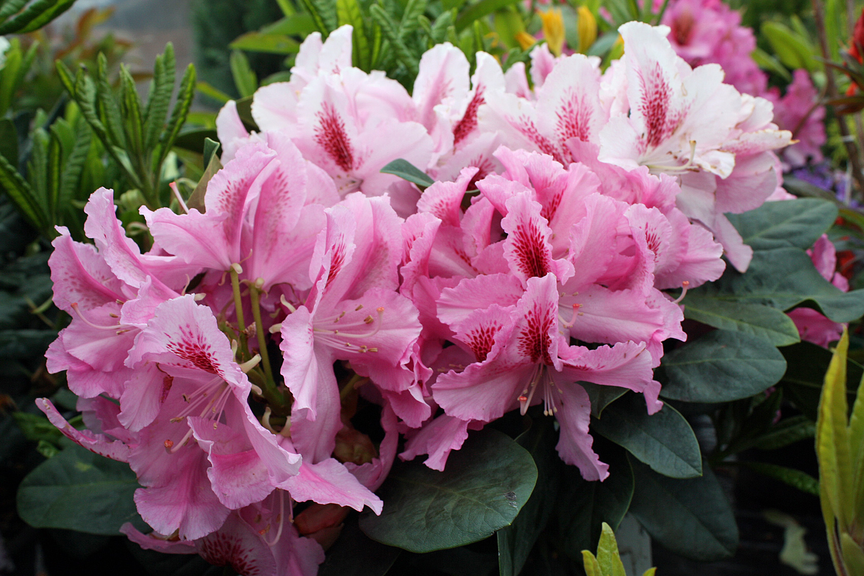 Rhododendron Hybriden
