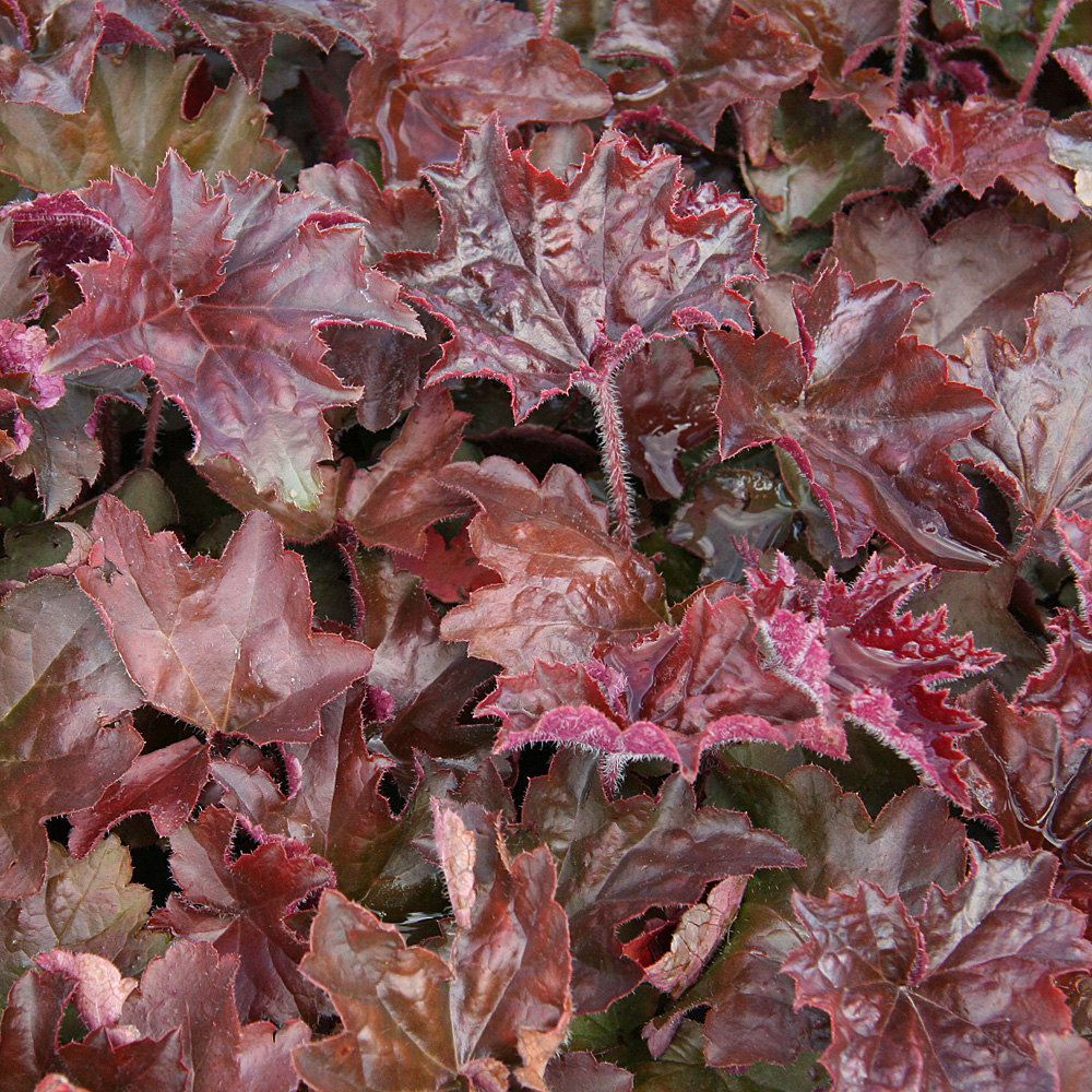 Purpurglöckchen Palace Purple, Heuchera, Blattschmuck