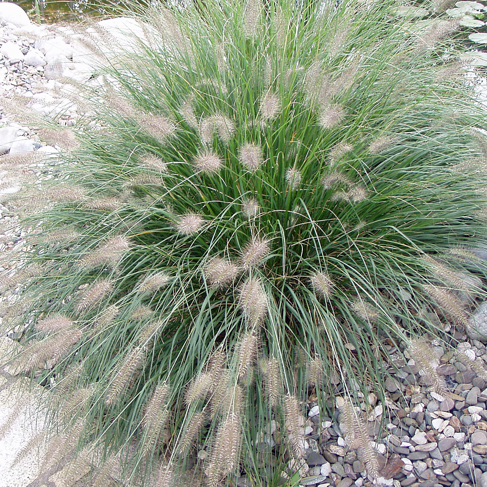 Lampenputzergras, Federborstengras, Pennisetum, Ziergras