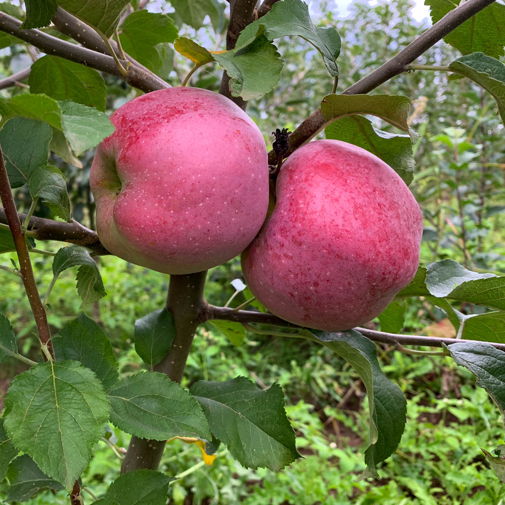 Apfel 'Florina' ®