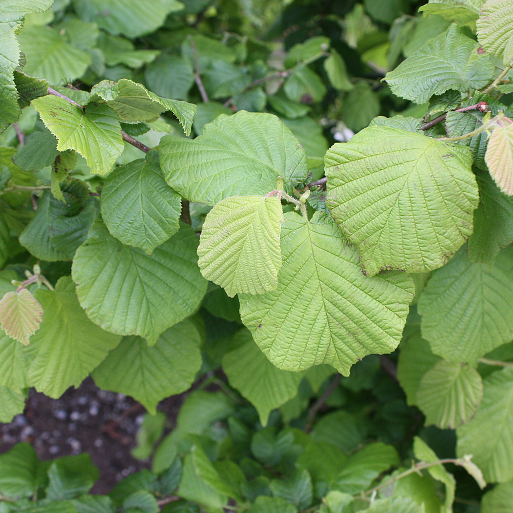 Haselnuss, Wildgehölze, Frucht