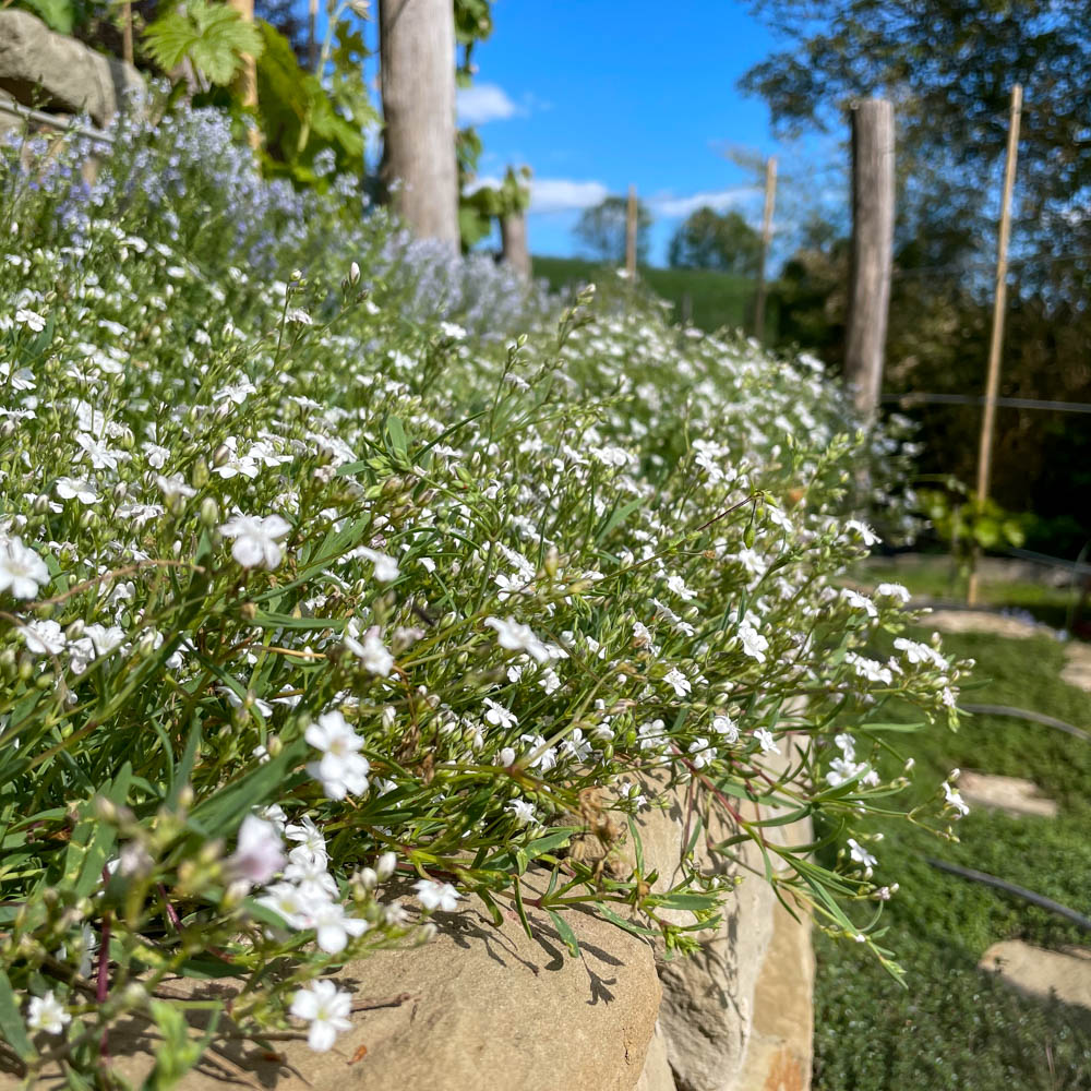 Zwerg Schleierkraut 'Alba'