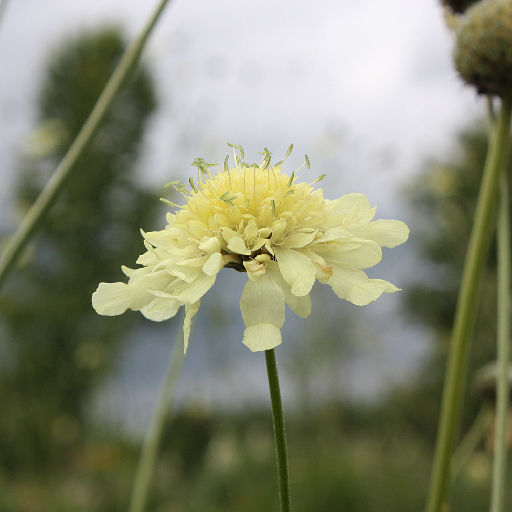 Gelbe Skabiose, Scabiosa, Blütenstaude