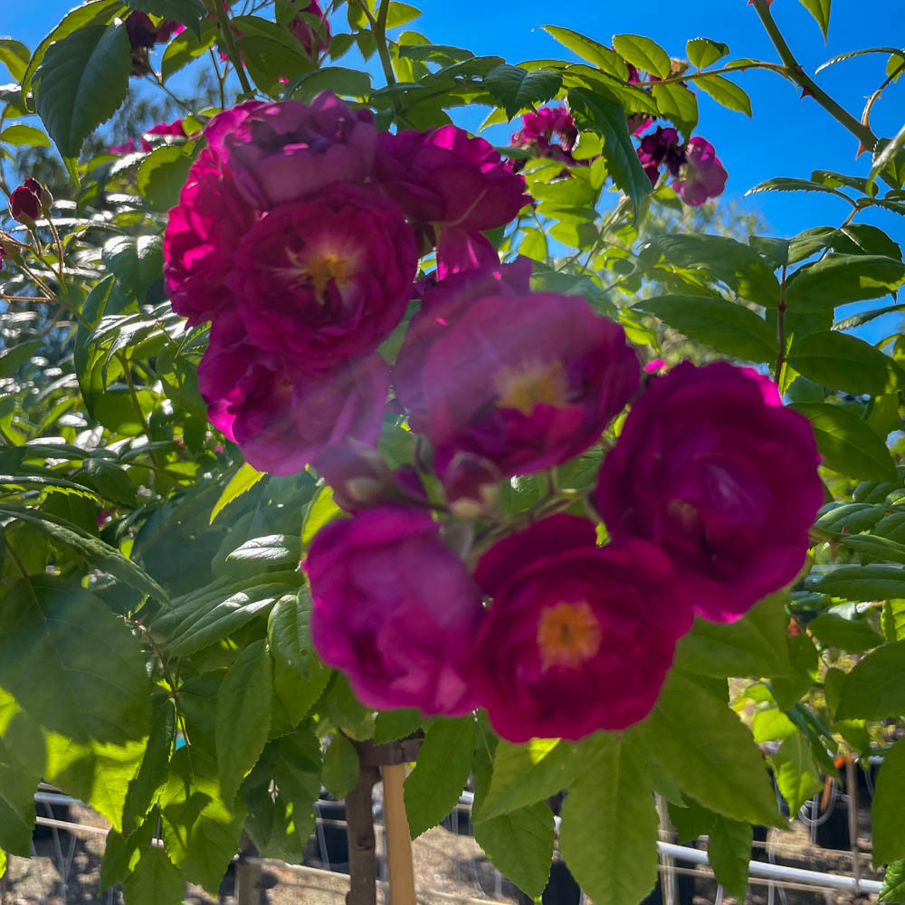 Kletterrose 'Purple Siluetta'