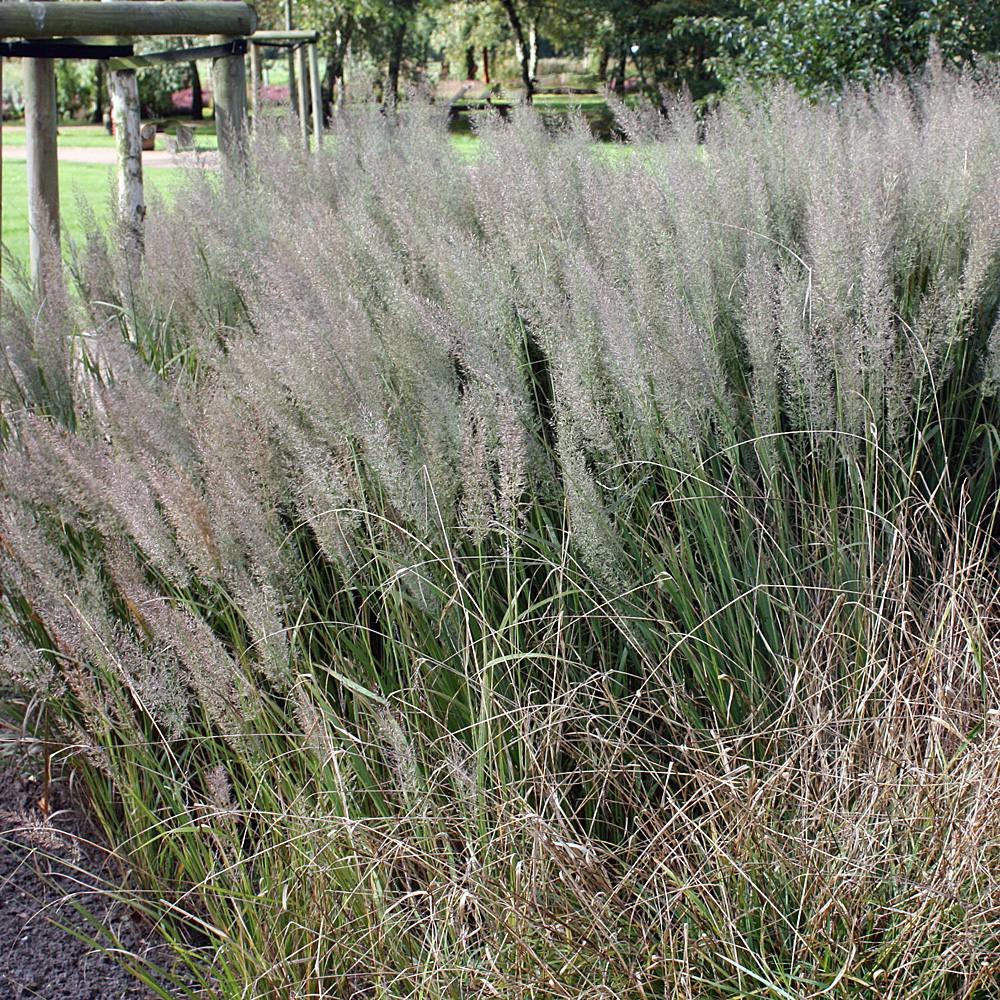 Diamantgras, Clamagrostis brachytricha, Ziergras