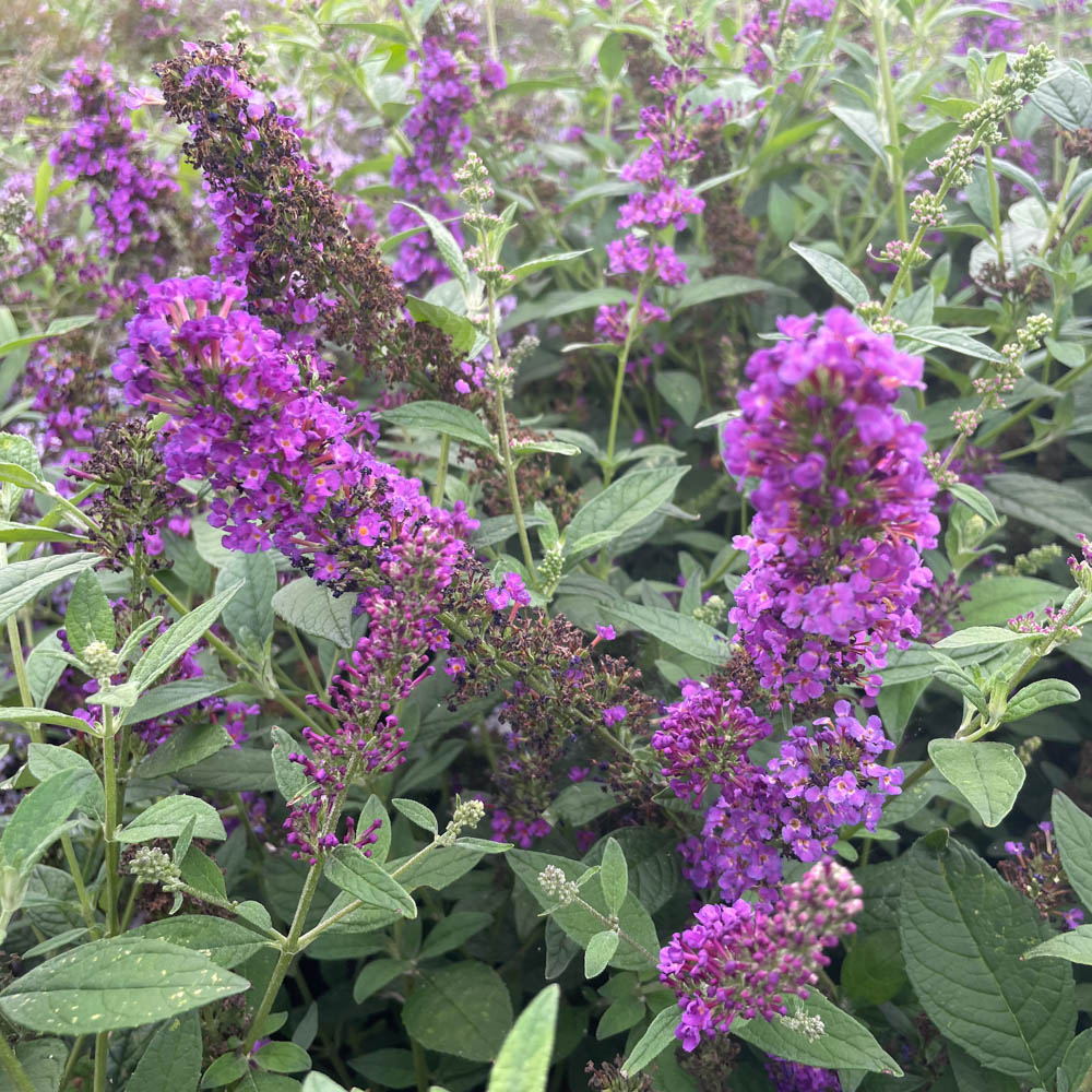 Sommerflieder 'Miss Violet'