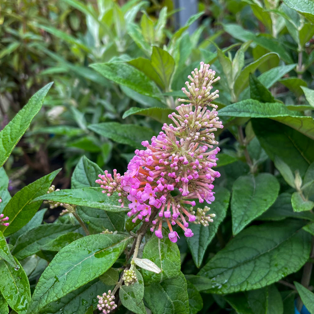 Zwerg Sommerflieder Butterfly Candy 'Little Pink'