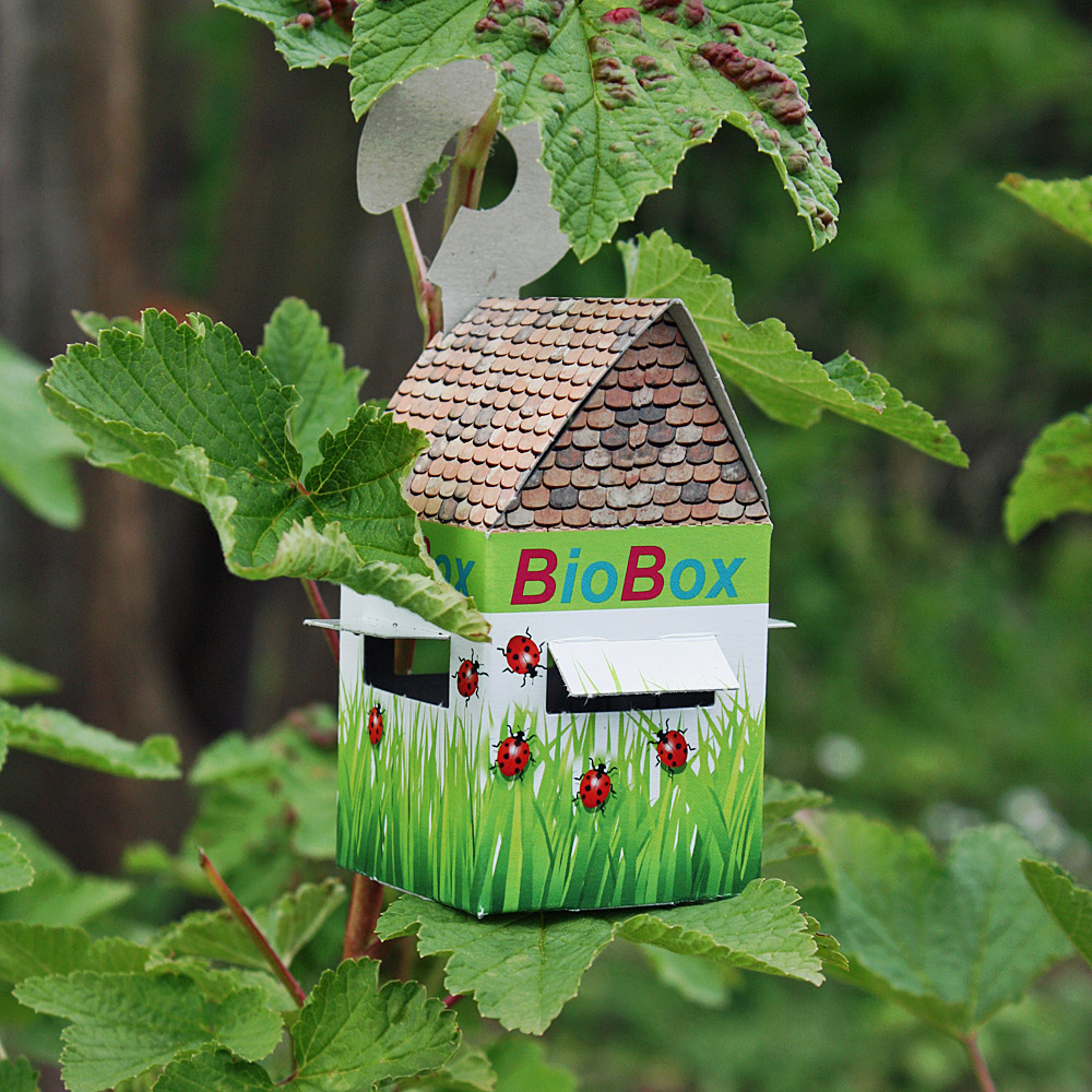 Florfliegenlarven in Buchweizen