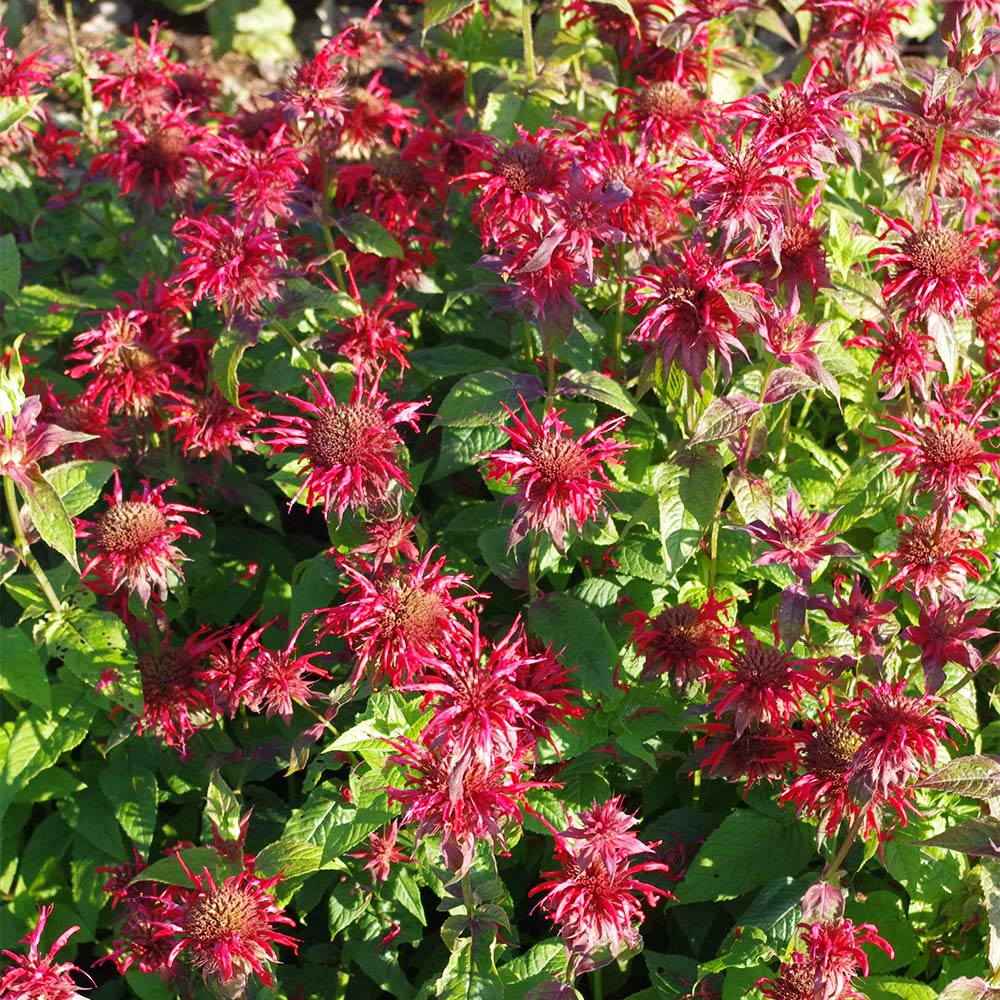 Indianernessel 'Präriebrand'