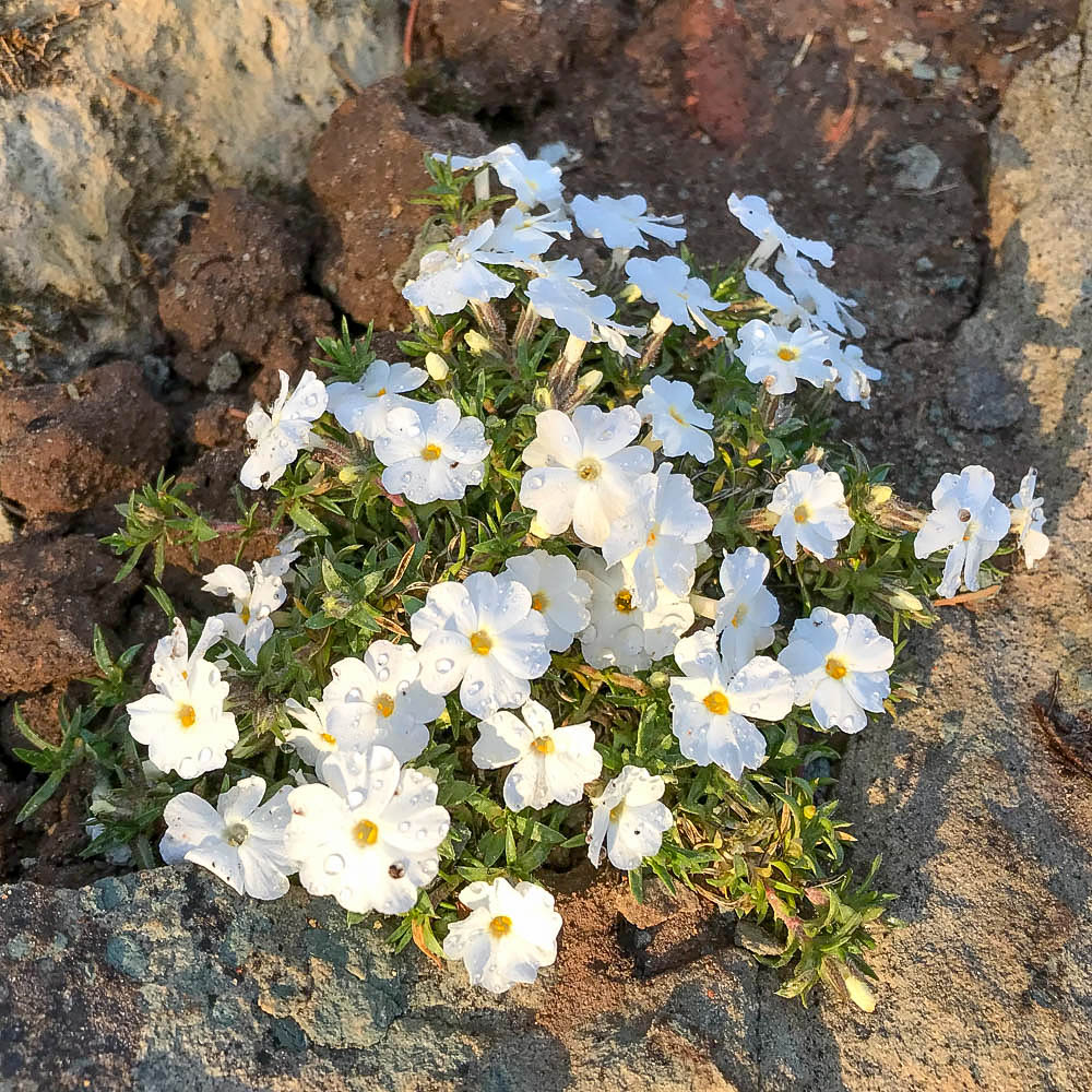 Polsterphlox 'White Admiral'