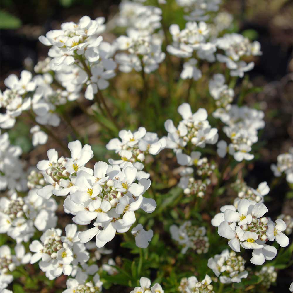 Schaumkresse 'Glacier'