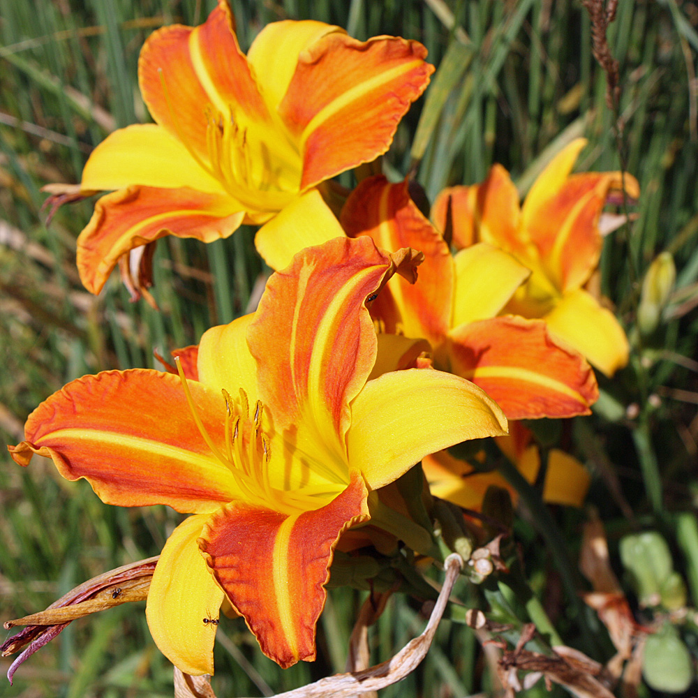 Taglilie Frans Hals, Hemerocallis, Blütenstaude