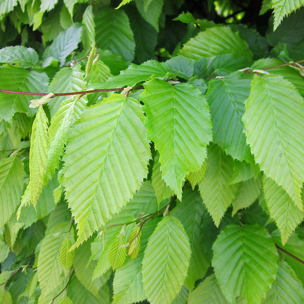 Pyramidenhainbuche, Hainbuche, Carpinus, Formgehölz