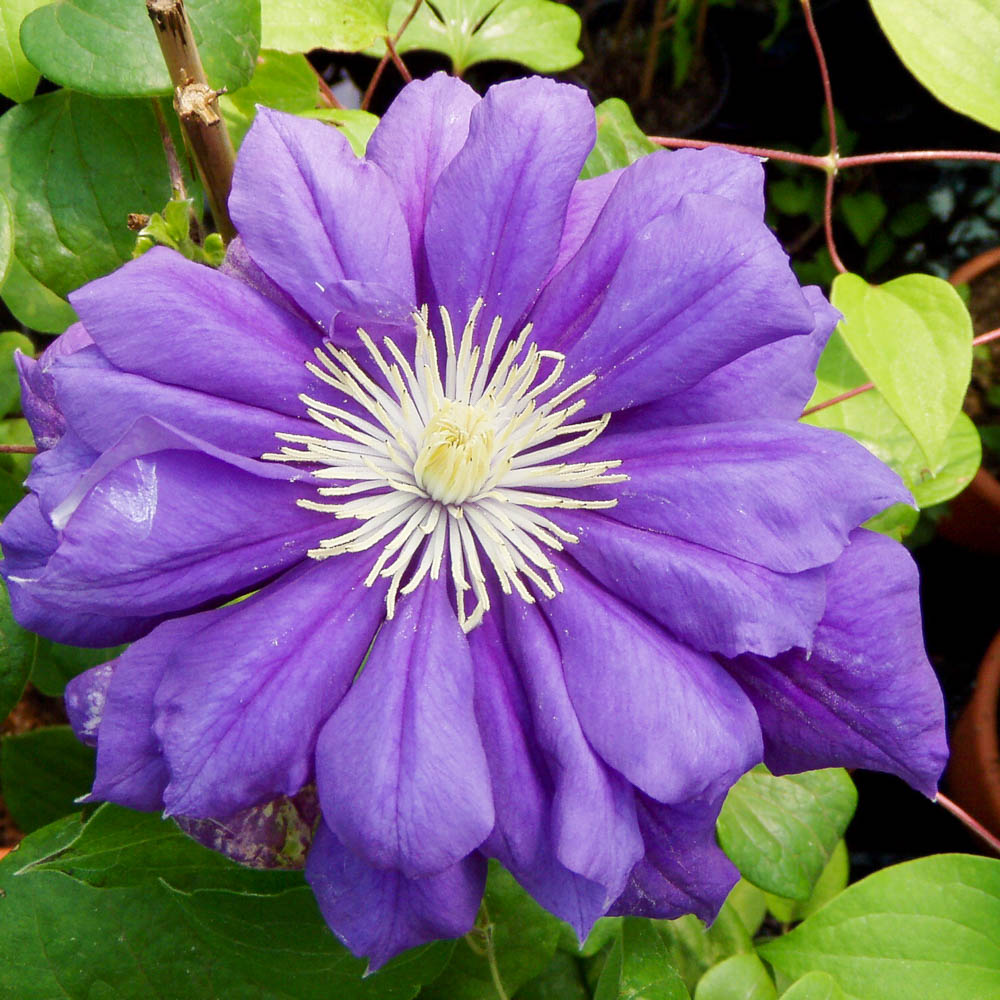 Clematis 'Diamantina' ®