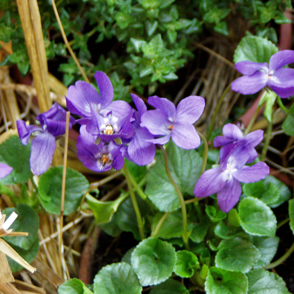 Duft Veilchen Königing Charlotte, Viola, Duftpflanze