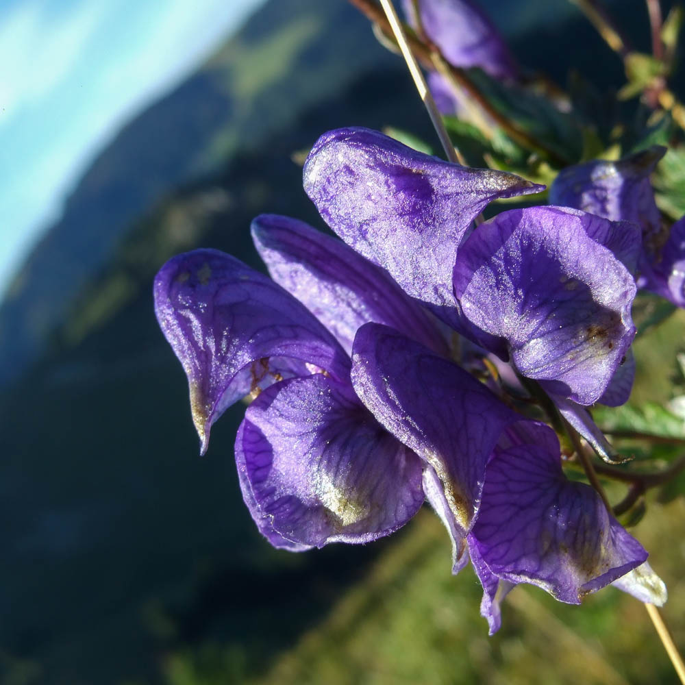 Blauer Eisenhut