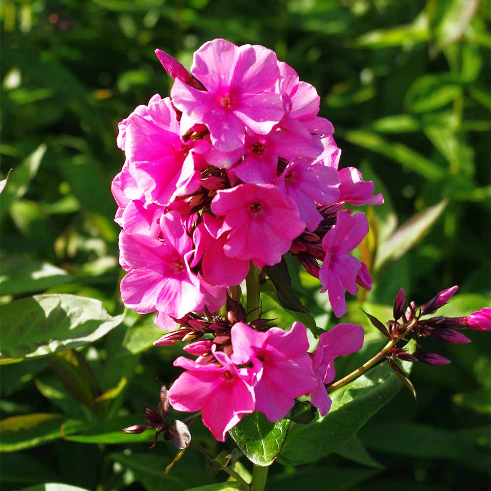 Phlox 'Windsor'