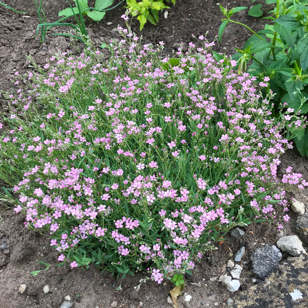 Zwerg Schleierkraut Rosea, Bodendecker