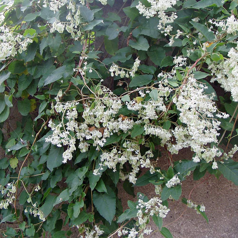 Knöterich