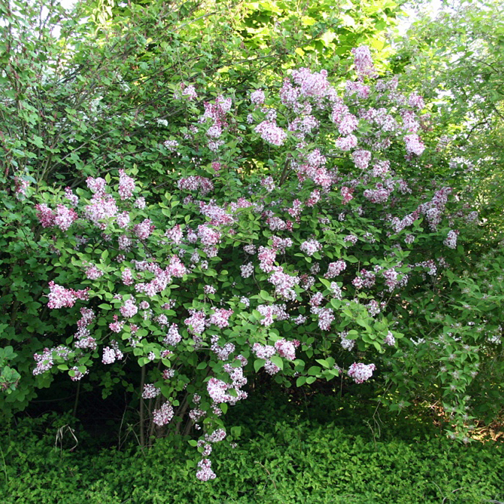 Zwergflieder Miss kim, Flieder, Syringa, Blütenstrauch