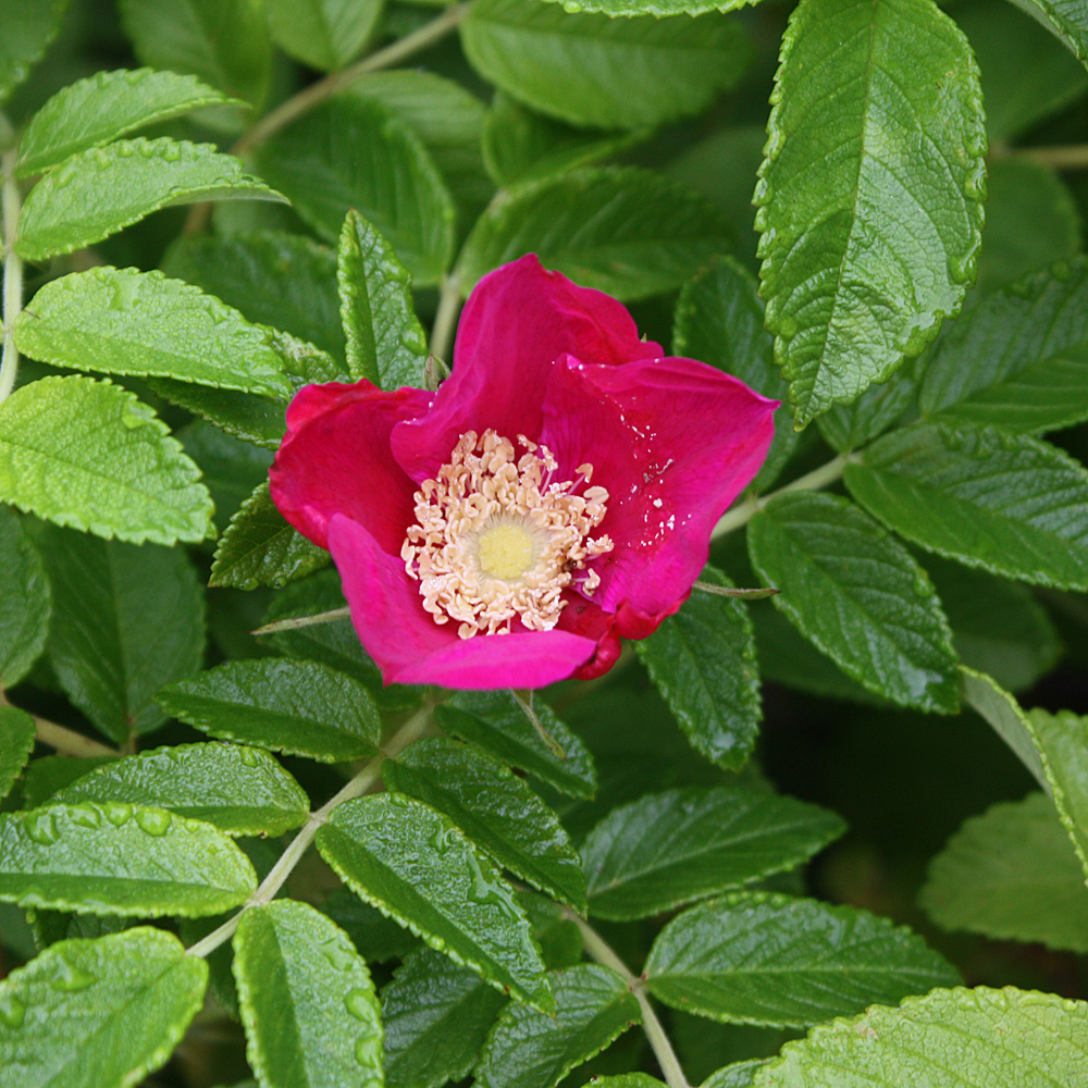 Apfelrose, Wildrose, Bienenweide, Fruchtschmuck