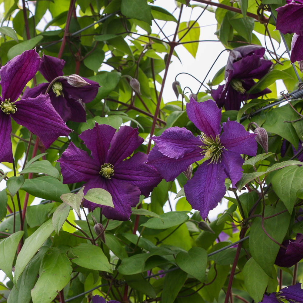 Clematis viticella 'Blue Belle'