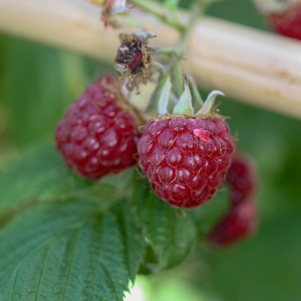 Sommerhimbeere 'Meeker'