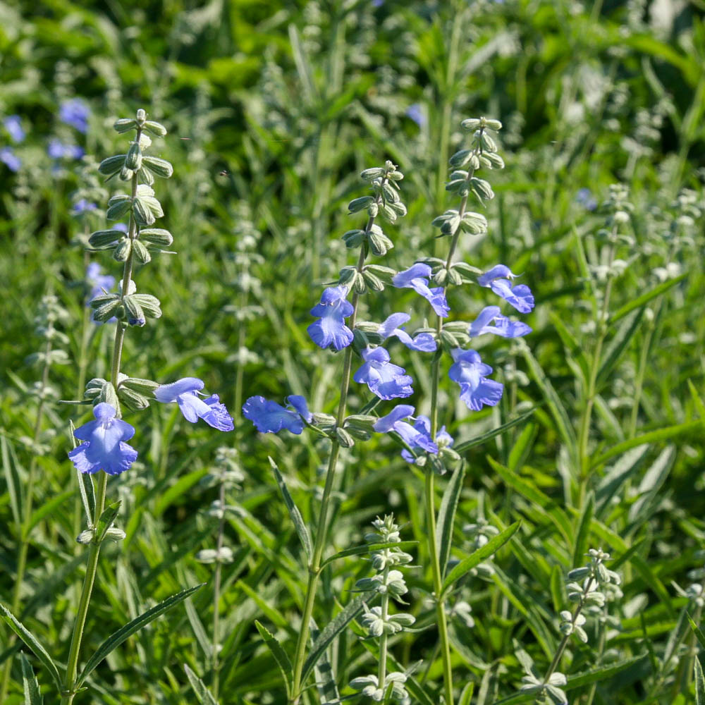 Wiesensalbei 'Sky Dance'