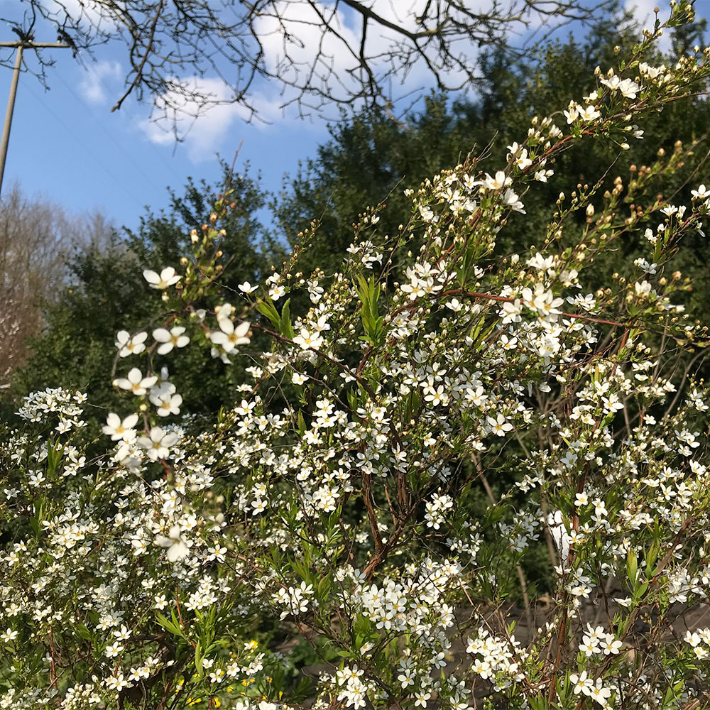 Frühlingsspiere