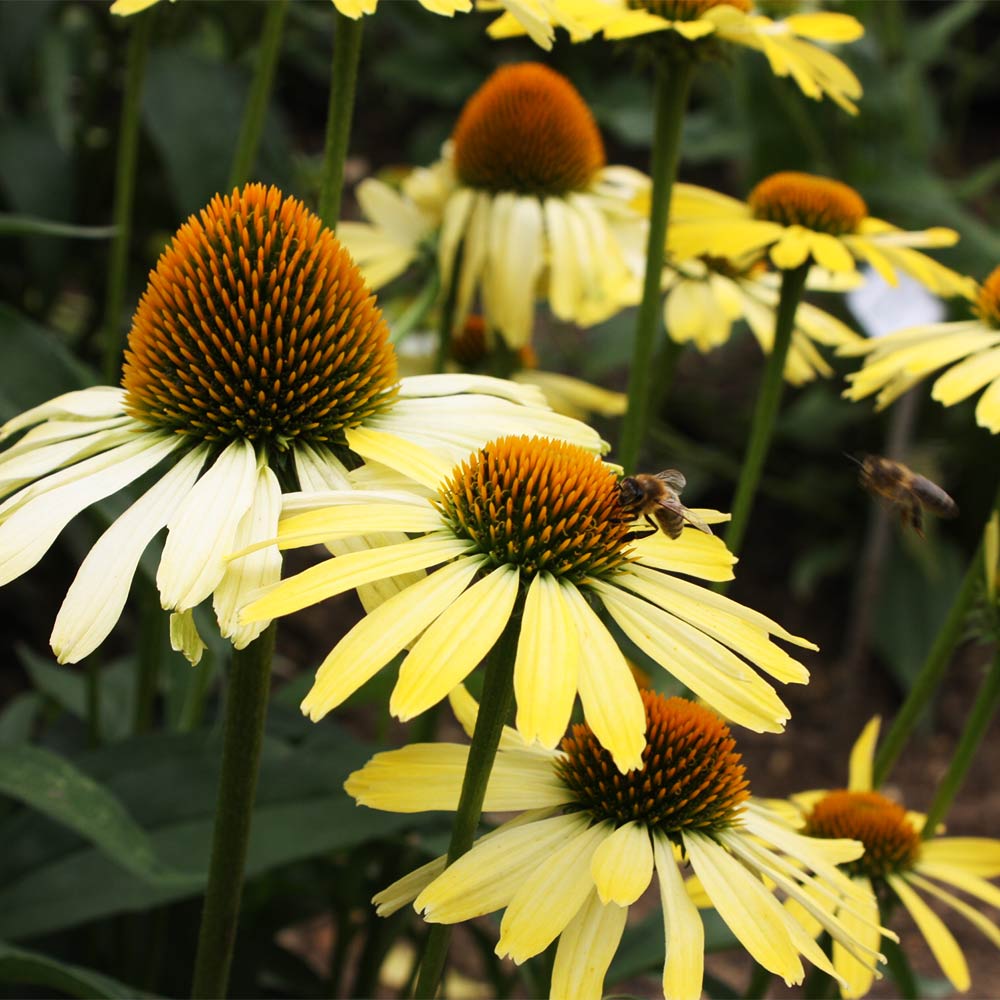 Sonnenhut 'Cleopatra '®