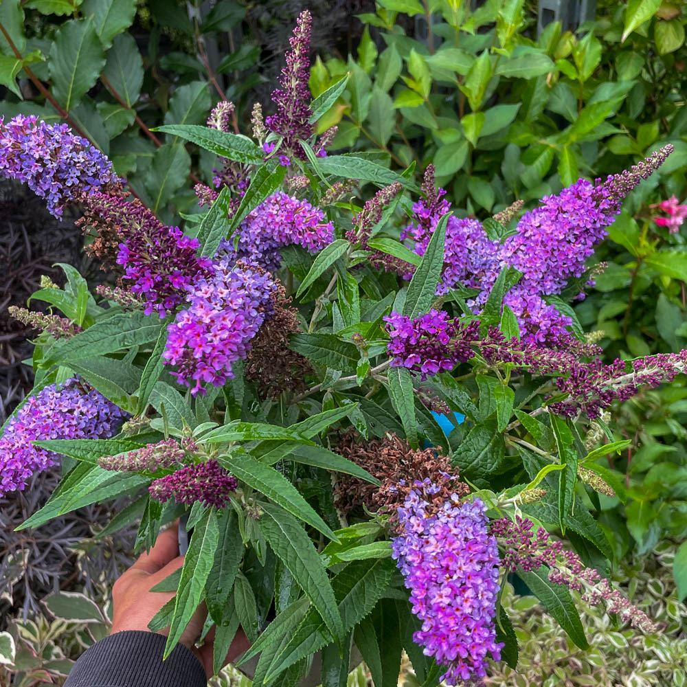 Zwerg Sommerflieder Butterfly Candy 'Little Lila'
