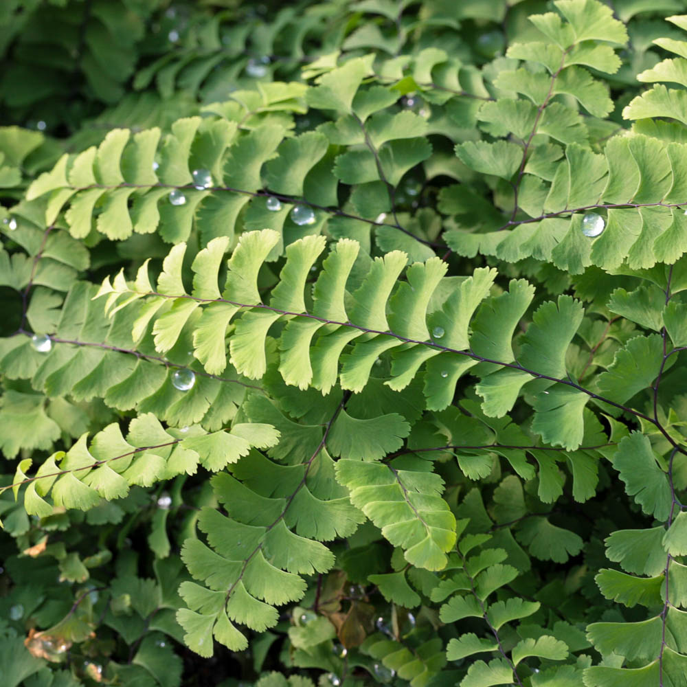 Pfauenradfarn 'Imbricatum'