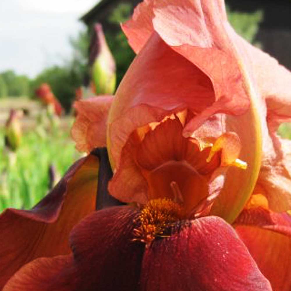 Hohe Bartiris 'Natchez Trace'