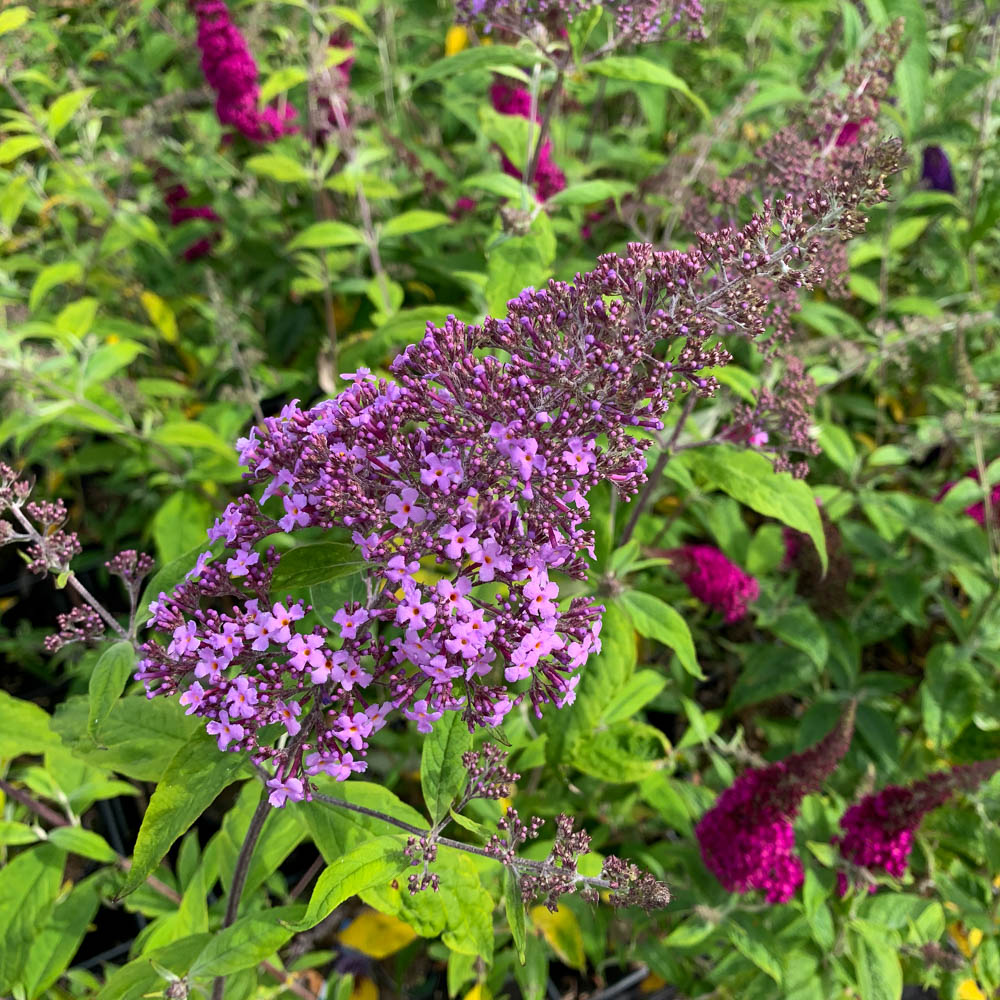 Sommerflieder 'Gulliver'