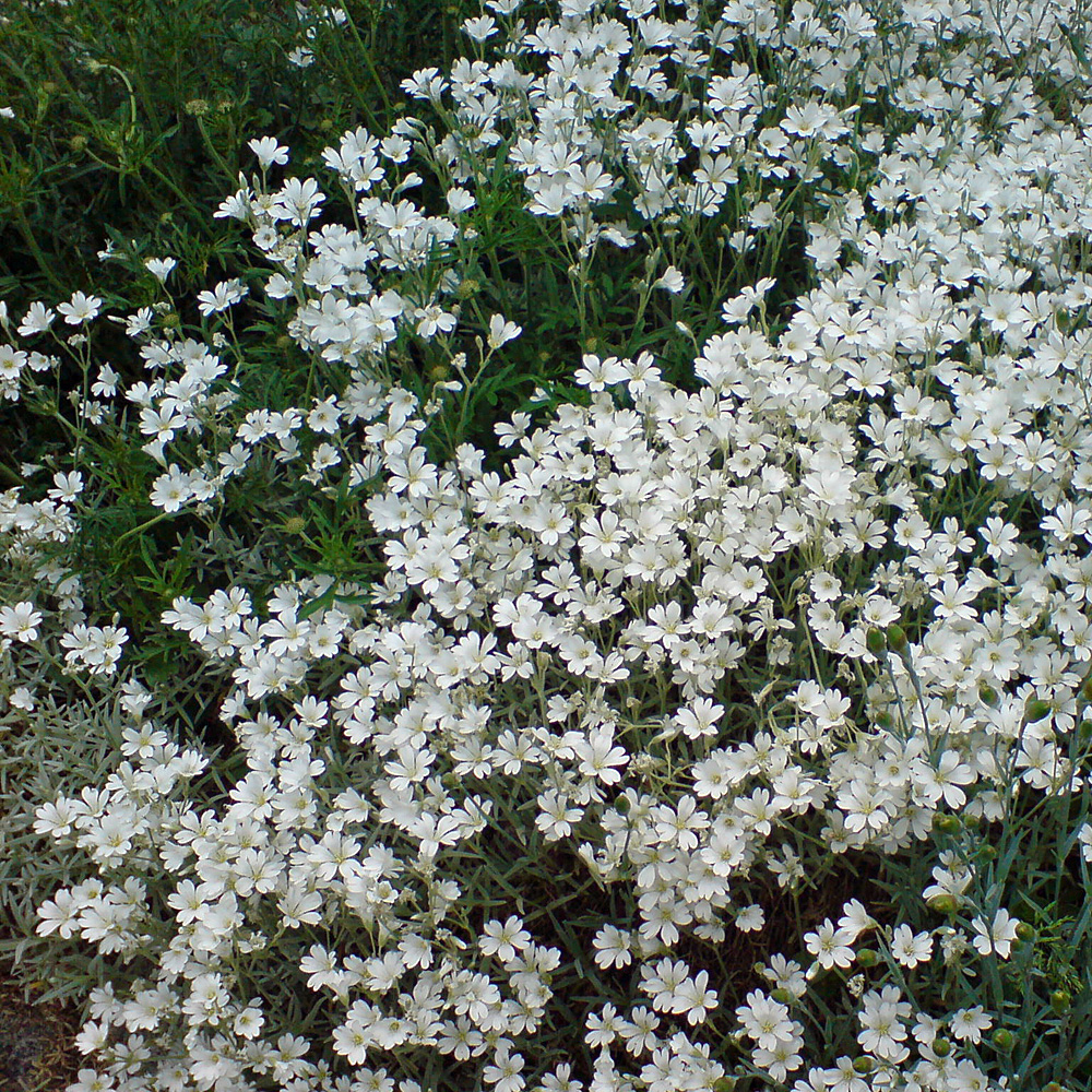 Hornkraut, Bodendecker, Steingarten