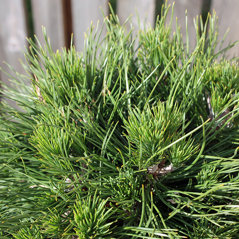 Bergkiefer Varella, Kiefer, Pinus, Immergrün, Grabbepflanzung
