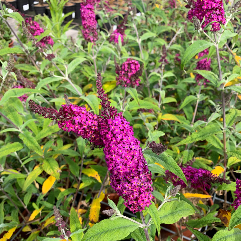 Sommerflieder 'Miss Ruby'