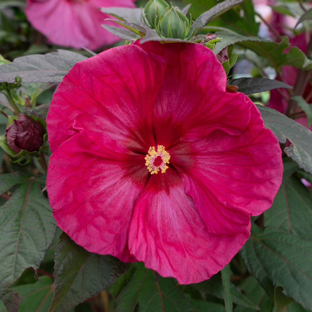Riesenhibiskus 'Summer in Paradise' ®