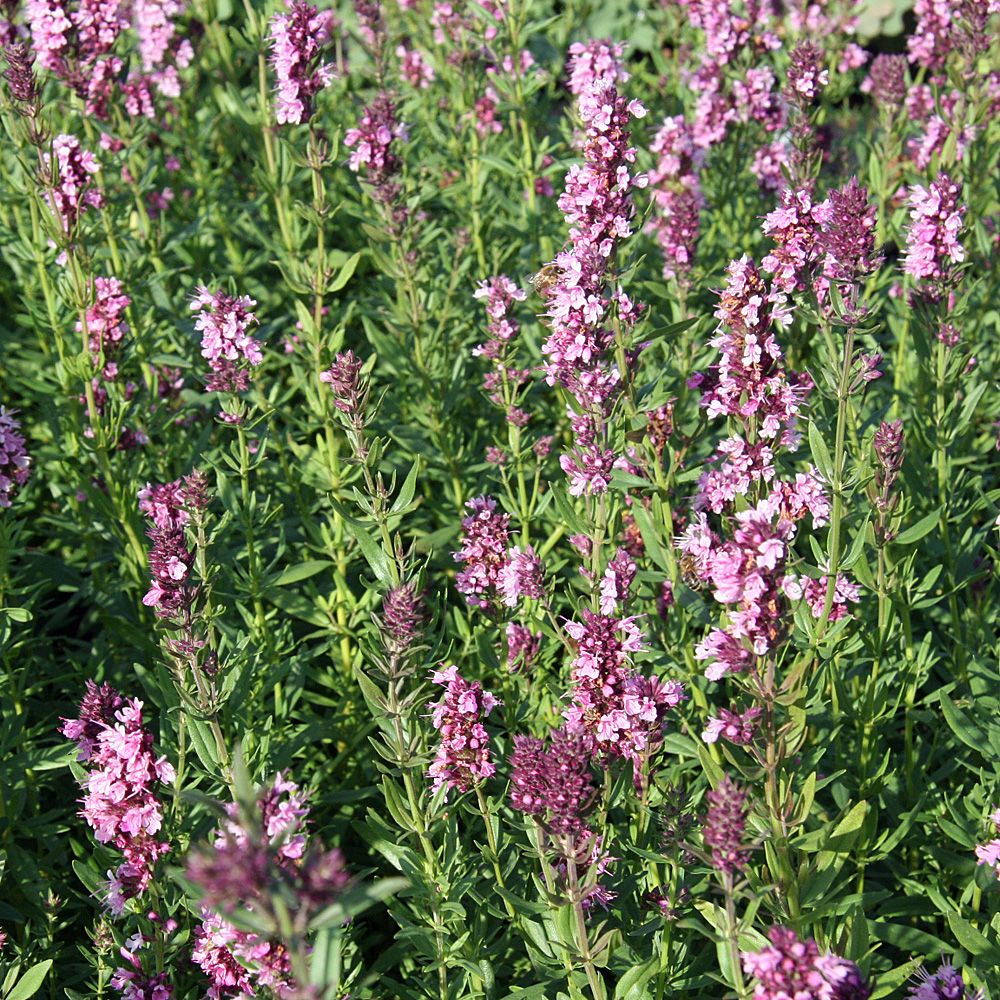 Ysop Roseus, Hyssopus, Gewürz, Küchenkraut, Kräuter