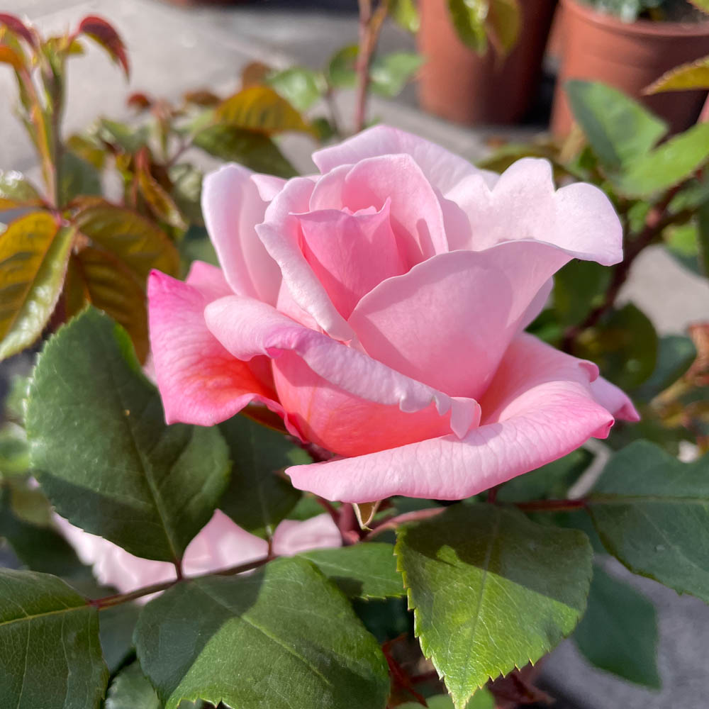 Edelrose 'Sachsenperle' ®