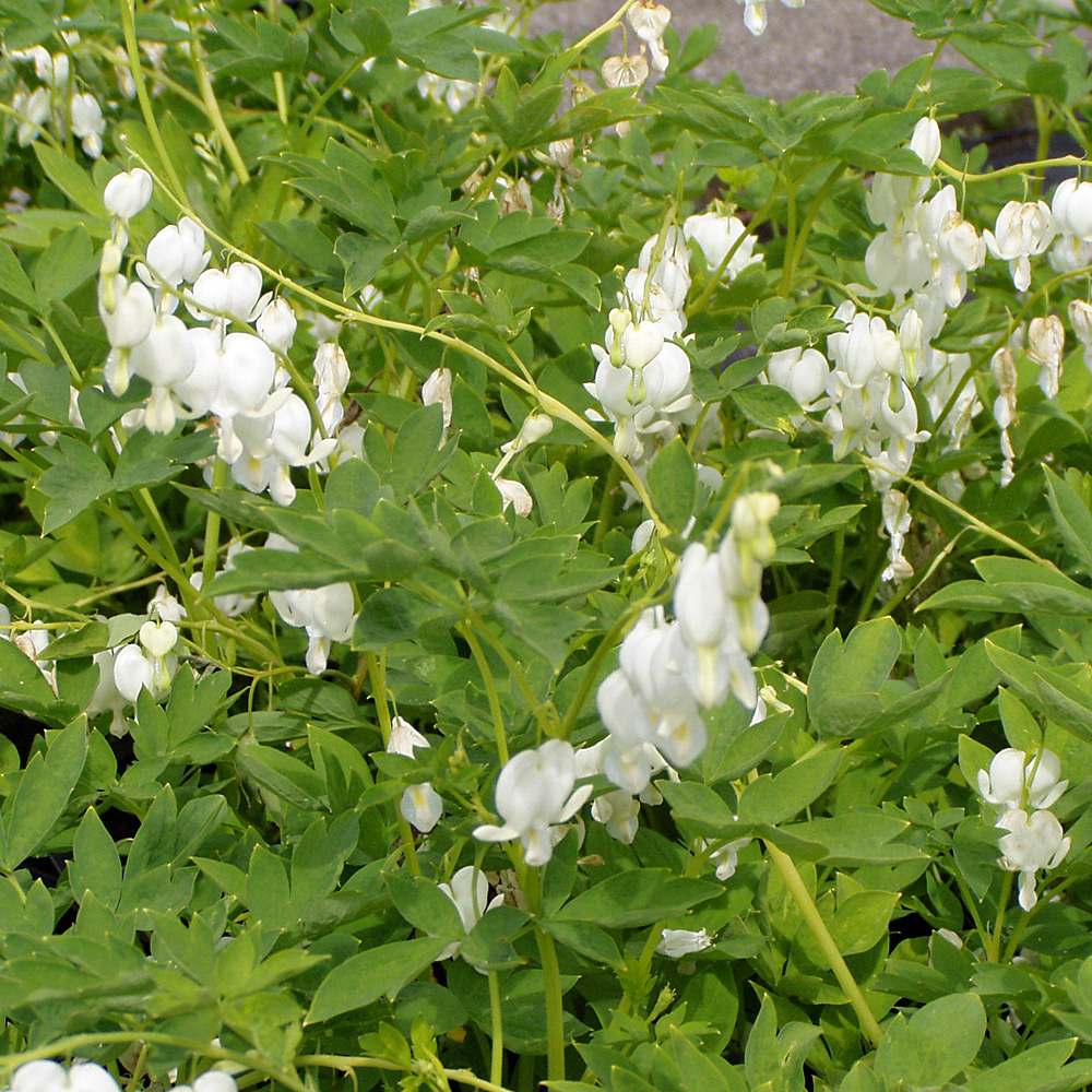 Tränendes Herz Alba, Herzblume