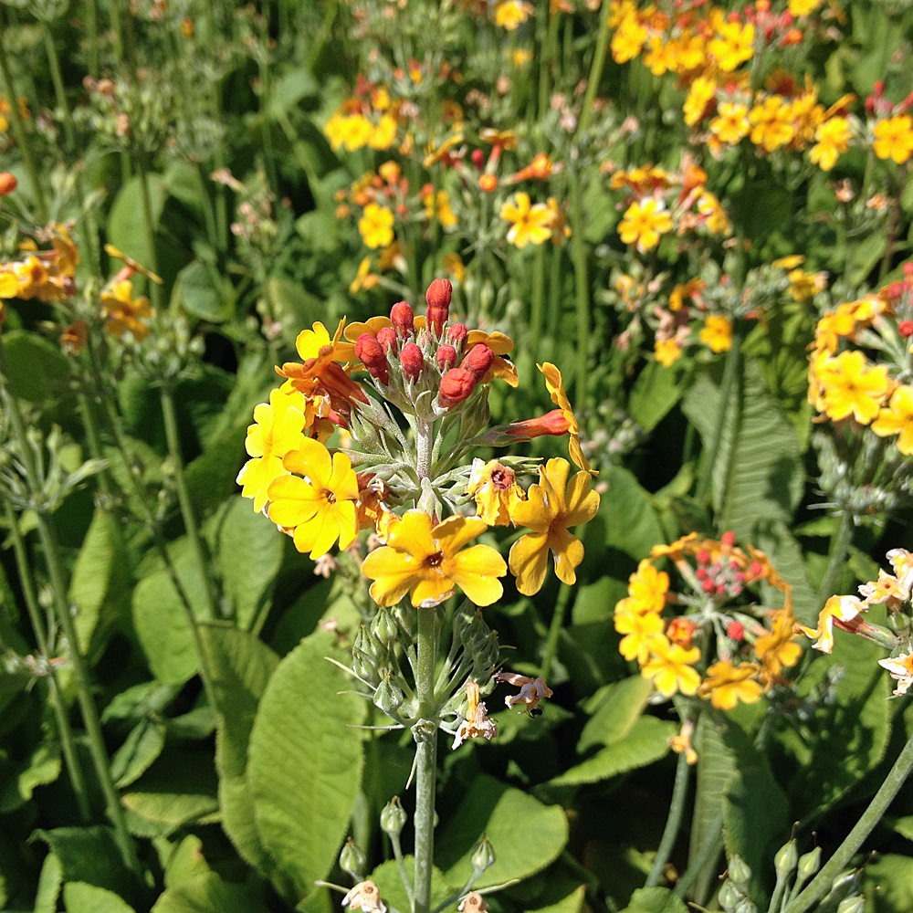 Etagen Schlüsselblume, Primula, Blütenstaude