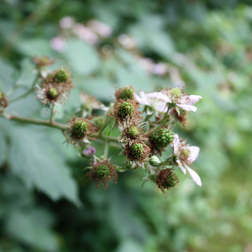 Brombeere 'Black Satin'