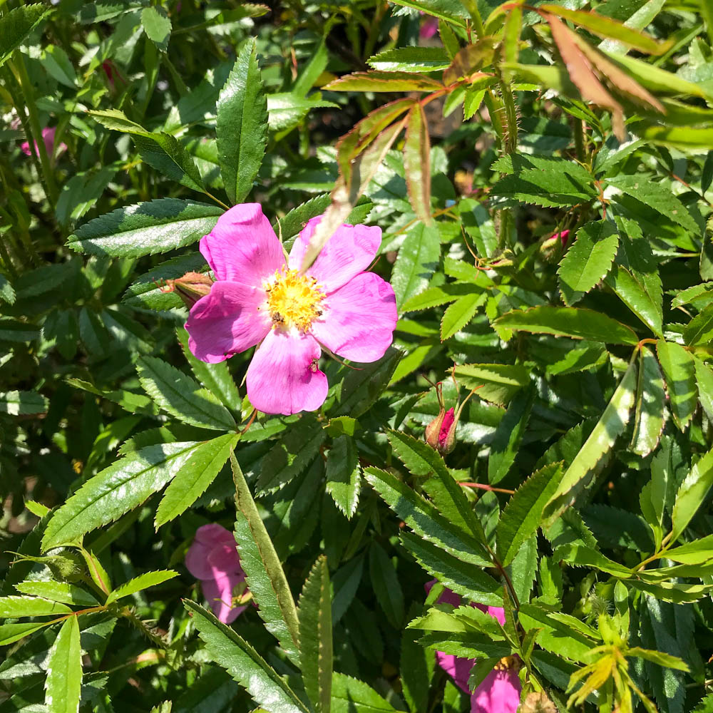 Glanzblättrige Rose