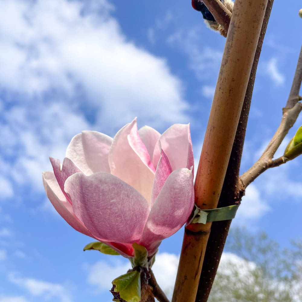 Magnolie 'Satisfaction'